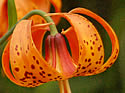 [photo of flowers]