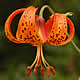 [photo of Michigan Lily]