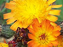 [photo of flowers]