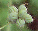 [photo of fruit]