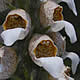 [photo of Grecian Foxglove]