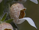 [photo of flowers]