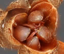 [photo of fruit]