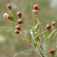 [photo of Prairie Pinweed]