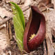 [photo of Skunk Cabbage]