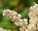 [photo of flowers]