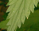 [photo of leaves]