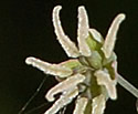 [photo of female flowers]