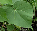 [photo of leaves]
