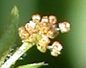 [photo of flowers]