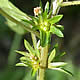[photo of Three-seeded Mercury]
