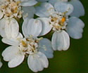 [photo of flowers]