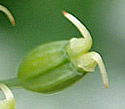 [photo of developing fruit]