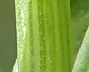 [photo of stem and upper leaf sheath]
