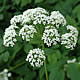 [photo of Goutweed]