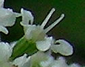 [photo of flowers]