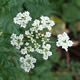 [photo of Fool's Parsley]