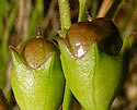 [photo of fruit]