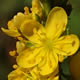 [photo of Downy Agrimony]