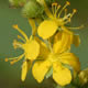 [photo of Roadside Agrimohy]