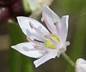 [photo of flowers]