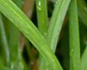 [photo of leaves]