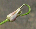[photo of secondary bulblet clusters]