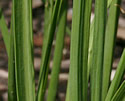 [photo of leaves]