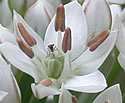 [photo of flowers]