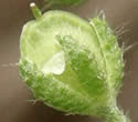 [photo of developing fruit]