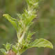 [photo of Tumbleweed Amaranth]
