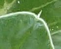 [photo of leaves]