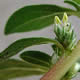 [photo of Prostrate Pigweed]
