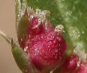 [photo of developing fruit]