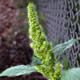[photo of Redroot Pigweed]