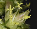 [close-up of male flowers]