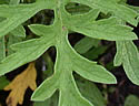 [photo of leaves]