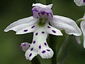 [photo of flowers]