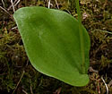 [photo of leaf]