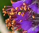 [photo of flowers]