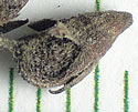 [photo of fruit]
