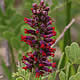 [photo of Fragrant False Indigo]