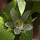 [photo of Chaffweed]