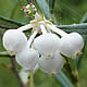 [photo of Bog Rosemary]