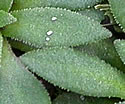 [photo of leaves]