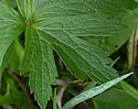 [photo of stem leaves]