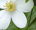 [photo of flowers]
