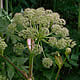 [photo of Angelica]