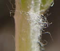 [photo of stem and stem leaf]