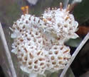 [photo of male flowers]